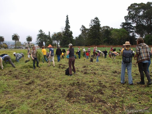 occupy the farm, uc berkeley, albany, gill tract