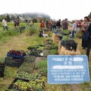 occupy the farm: gill tract, uc berkeley, albany