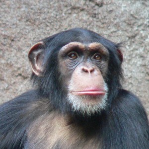 Tommy, a chimpanzee, the subject of the NonHuman Rights Project lawsuit. Photo via crypticphilosopher.com.