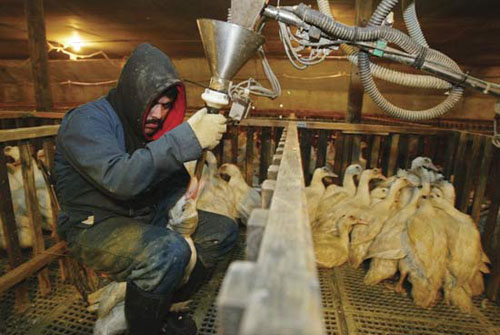 Foie gras feeding