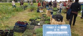 occupy the farm: gill tract, uc berkeley, albany