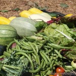 Farming Activists Preempt Secret Albany Council Harvest