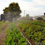 East Bay Urban Farms Sprout Healthy Food Choices